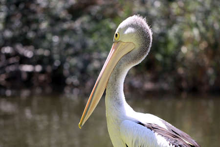 Australian Pelican - Pelecanus Conspicillatus - along the River Torrens, Adelaide, Australiaの写真素材