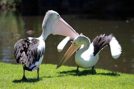 Two Australian Pelicans (Pelecanus Conspicillatus) fighting for Territory along the River Torrens,...