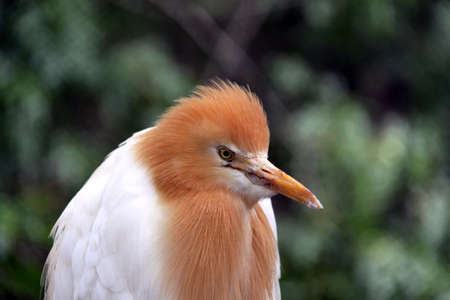 Eastern Cattle Egret in Breeding Season Plumage - ardea ibis coromandaの写真素材