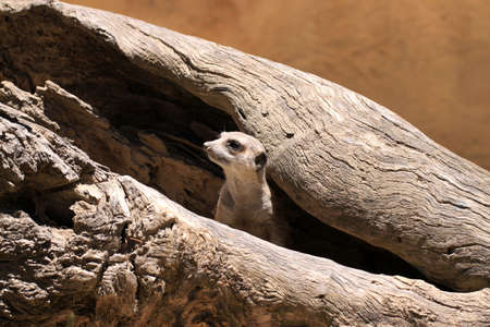 Meerkat Suricate - Suricata Suricatta - keeping watch from inside a wooden logの写真素材