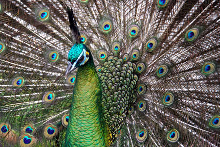 Male Green Peafowl (Peacock) - Pavo muticus - from Southeast Asia. Endangered Species の写真素材