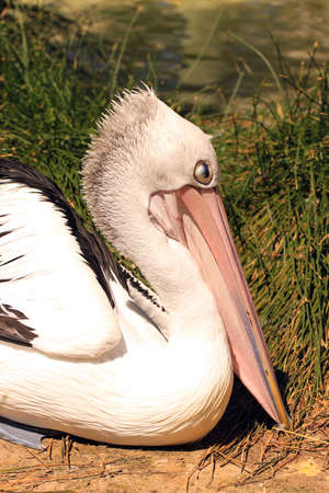 Australian Pelican - Pelecanus Conspicillatusの写真素材