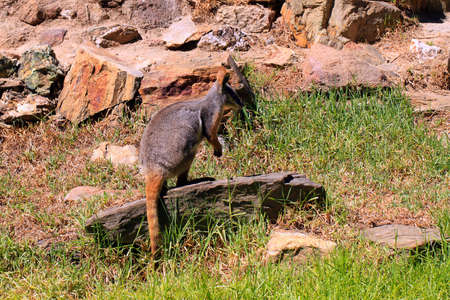 Yellow-Footed Rock-Wallaby - Petrogale xanthopusの写真素材