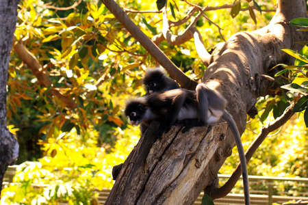 Two Dusky-Leaf Monkeys in Tree - Trachypithecus obscurus. Adelaide Zoo, Australiaの写真素材