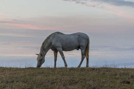 A beautiful white horse feeding in a green pasture in Spain in front of the oceanの写真素材