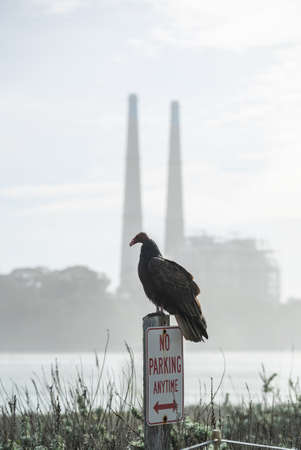 Turkey Vulture Buzzard Condor ready to take flight. Sitting on a Yield Sign. California Pacific Ocean USAの写真素材