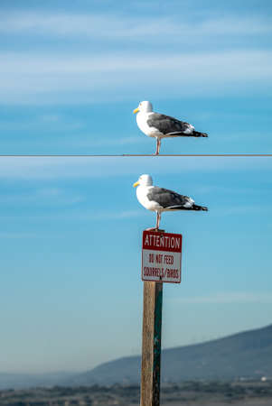Seagull standing on top of a Attention Do not feed squirrels birds sign, Californiaの写真素材