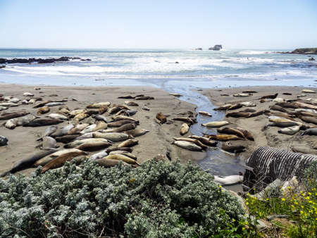 Elephant Seals swimming in Ocean in California South Big Sur Pacific Highway 1の写真素材