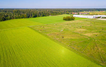 Green pastures of horse farms. Countryside landscape. Drone Aerial Shot. Paddocks, Outdoorの写真素材