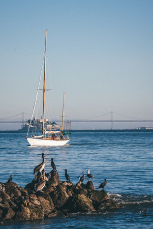 San Francisco. Birds and Pelicans infront of Alcatraz at the shore of the bayの写真素材