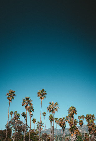 Palms in California with sky at beachの写真素材