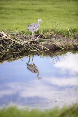 Grey heron by a canal reflecting in waterの写真素材