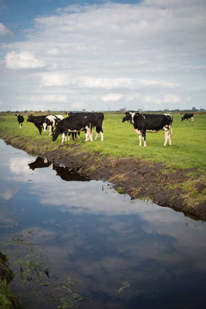 Dutch Holstein dairy cows grazing in field, the Netherlandsの写真素材
