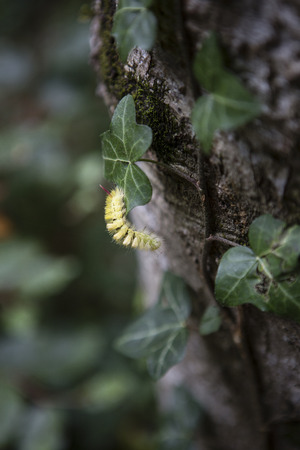 Yellow catterpillar on a trunkの写真素材