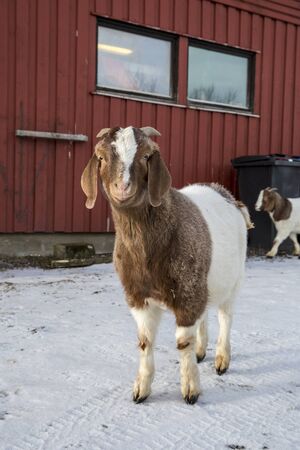 African goat in a farm in Nordland, Norwayの写真素材