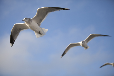 Seabirds flyingの写真素材