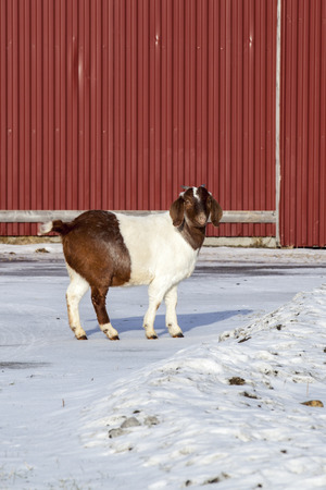 African goat in a farm in Nordland, Norwayの写真素材