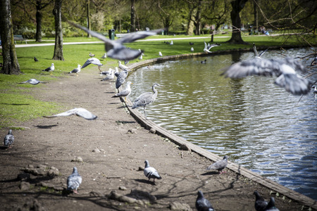 Great Blue Heron (Ardea herodias) surrpunded by pigeons flying around in the parkの写真素材