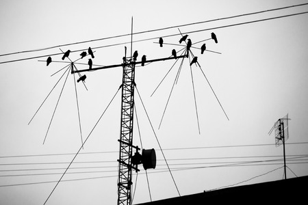 Silhouette of crows perched on a TV antennaの写真素材