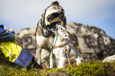 young puppy husky playing with alsult dog