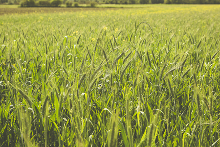 field with young green wheat growingの写真素材