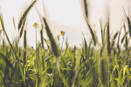 field with young green wheat growingの写真素材