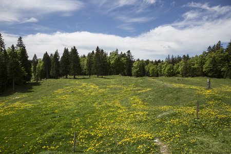 Bucolic mountain landscape with blooming green meadow, Jura, Switzerlandの写真素材