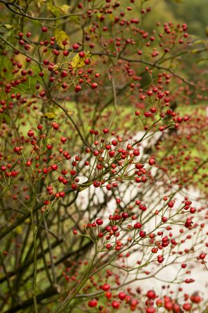 tree with red berries: Pyracantha - firethorn. Pyracantha branch with berry-like pomes