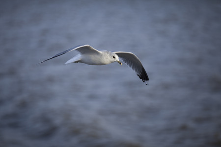 Seabird flyingの写真素材