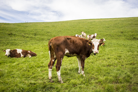 landscape of Jura mountain with blooming green meadow with cows grazing, Switzerlandの写真素材