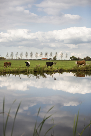 Dutch Holstein dairy cows grazing in field, the Netherlandsの写真素材