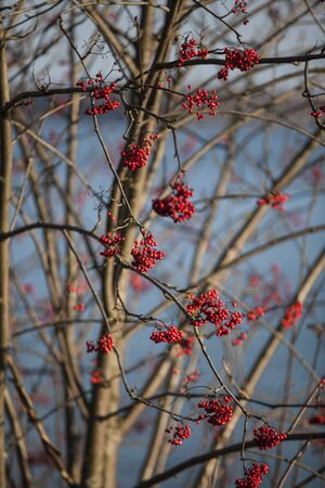 Red Elderberry with red fruits and no leafの写真素材
