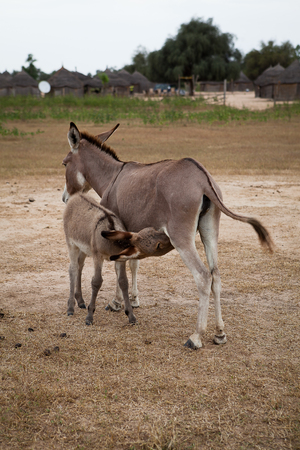 Donkey with baby donkey sucklingの写真素材