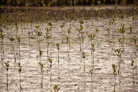 Mangrove landscape, Sine Saloum, Senegal