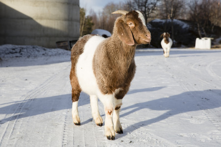 African goat in a farm in Nordland, Norwayの写真素材
