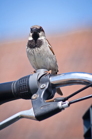 House sparrow perched on a bicycle handlebarの写真素材