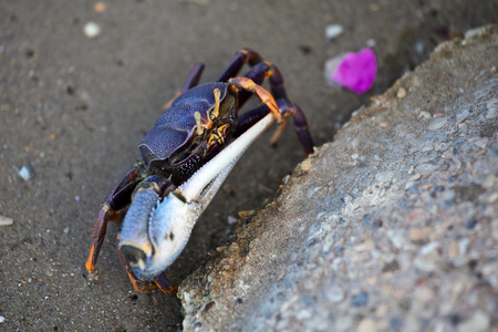 Fiddler crab, senegalの写真素材