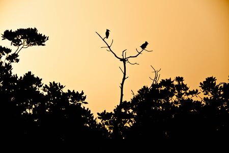 Kingfishers silhouette in the sunsetの写真素材