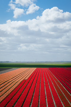 Spring in the Netherlands, red and orange tulips field with blue shy with cloudsの写真素材