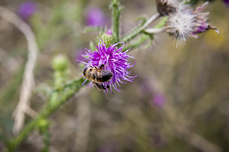 bee foraging on a milk thistle flowerheadの写真素材