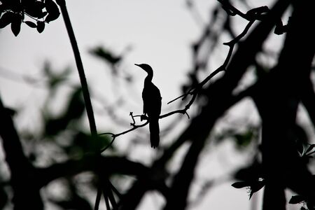 shadow of a cormoran perched in a treeの写真素材
