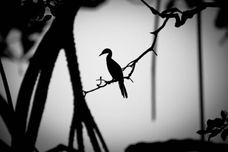 shadow of a cormoran perched in a treeの写真素材