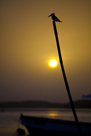 Silhouette of a kingfisher perched on a stick in the sunset, Sine Saloum, Senegalの写真素材