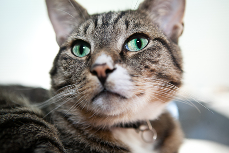 Tabby catの写真素材