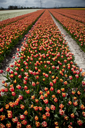 Orange tulip field, the Netherlandsの写真素材