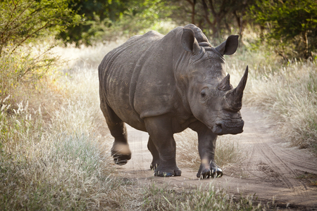 Rhinoceros, Bandia nature reserve, Senegalの写真素材
