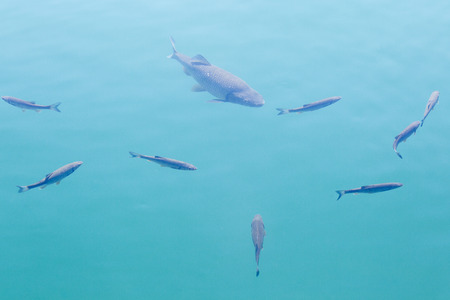 fishes swimming in clear lake water, "Plitvice Lakes" National Park, Croatiaの写真素材