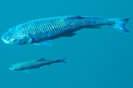 Pop art colorful version of big carp and smaller fish swimming in clear lake water, "Plitvice Lakes" National Park, Croatiaの写真素材
