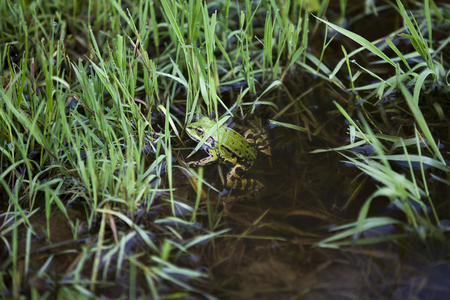 green frog swimming in a paddleの写真素材