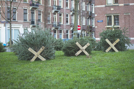 Christmas trees thrown away outside in the street as waste after the holidays. Every year. a lot of trees are disposed in the streets before they are collected by the municipalityの写真素材